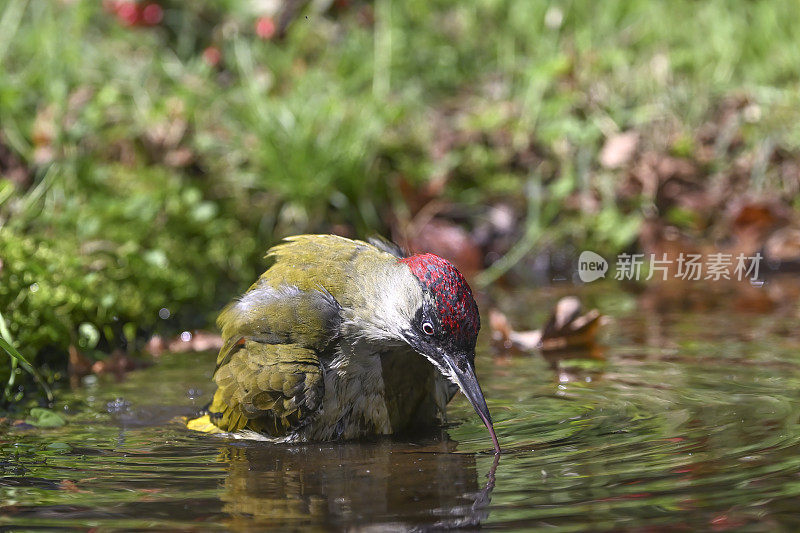 欧洲绿啄木鸟饮水(Picus viridis)